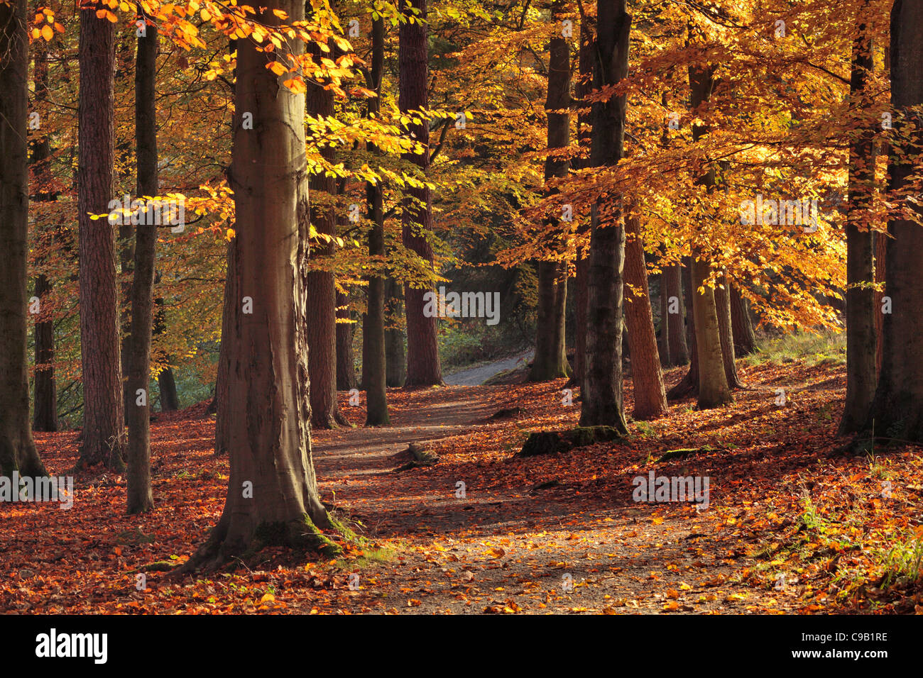 Bunte Herbstlaub Strid Wood an den Ufern des Flusses Wharfe in Wharfedale, Yorkshire, England Stockfoto