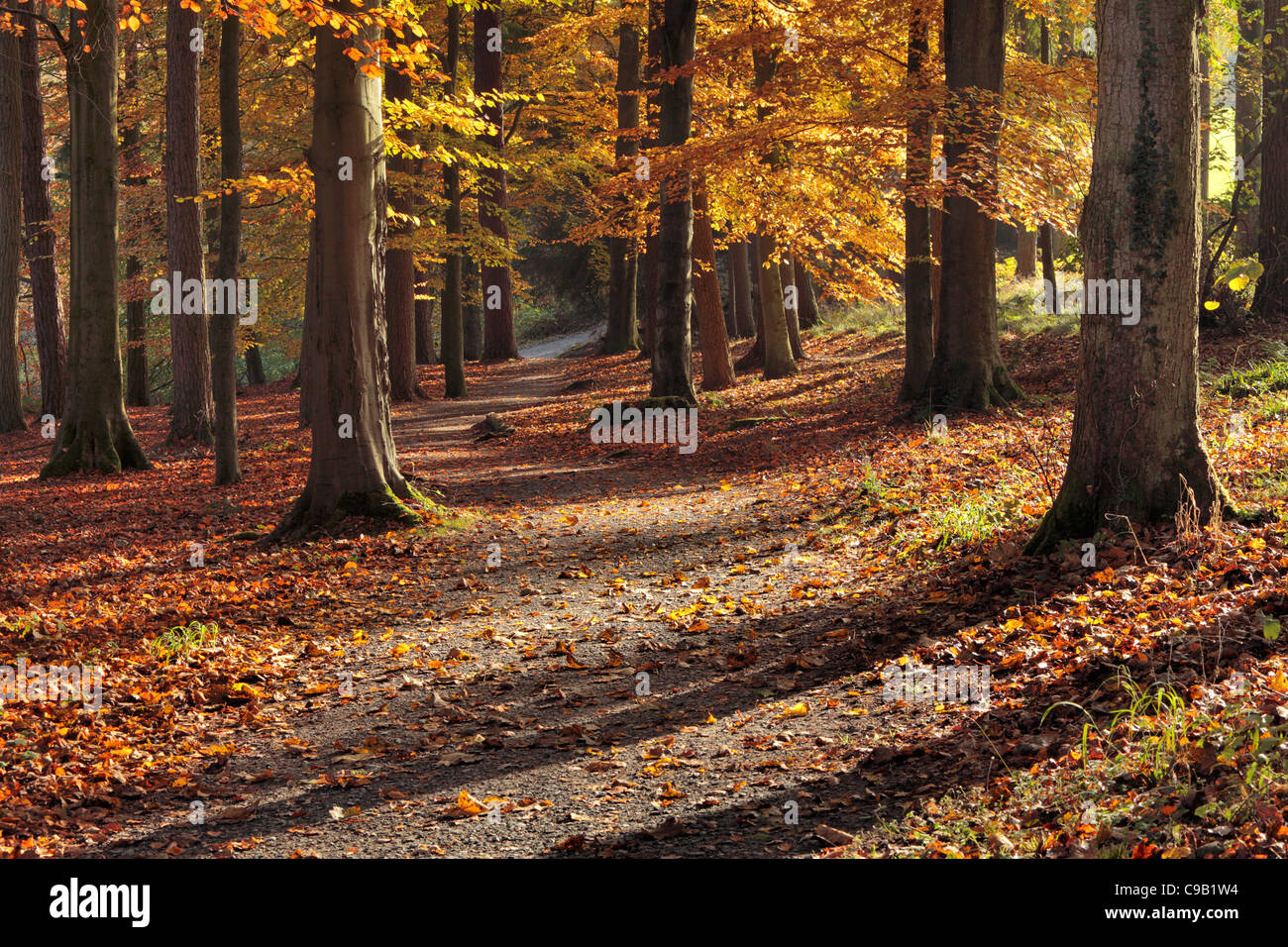 Bunte Herbstlaub Strid Wood an den Ufern des Flusses Wharfe in Wharfedale, Yorkshire, England Stockfoto
