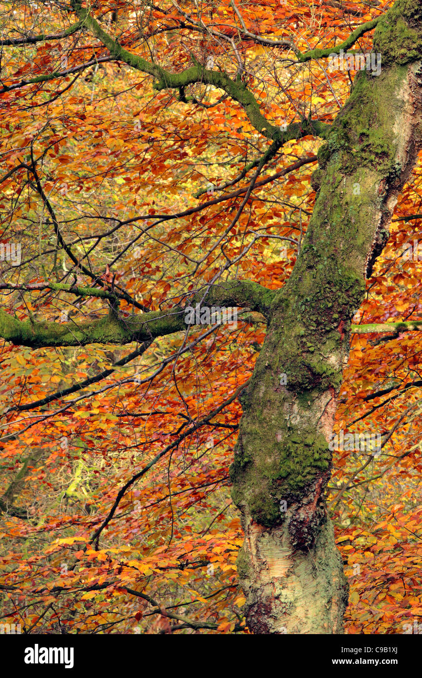 Bunte Herbstlaub Strid Wood an den Ufern des Flusses Wharfe in Wharfedale, Yorkshire, England Stockfoto