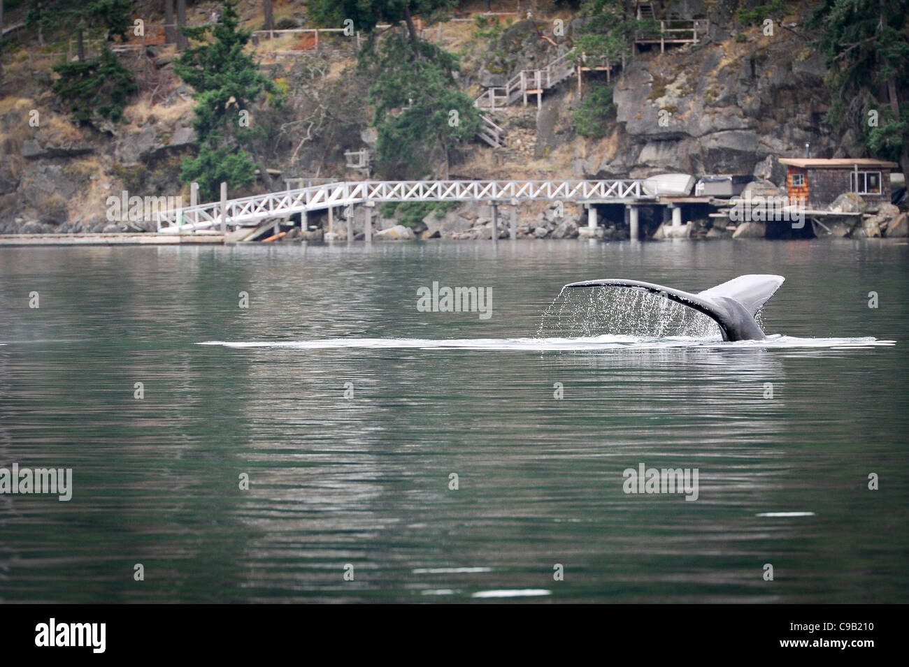 Humpback whale(s) in der Strait Of Georgia Stockfoto