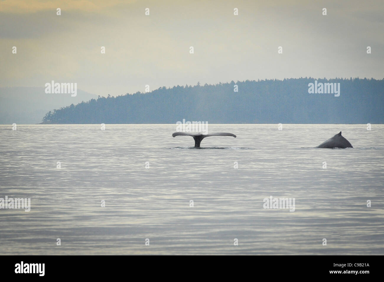 Humpback whale(s) in der Strait Of Georgia Stockfoto