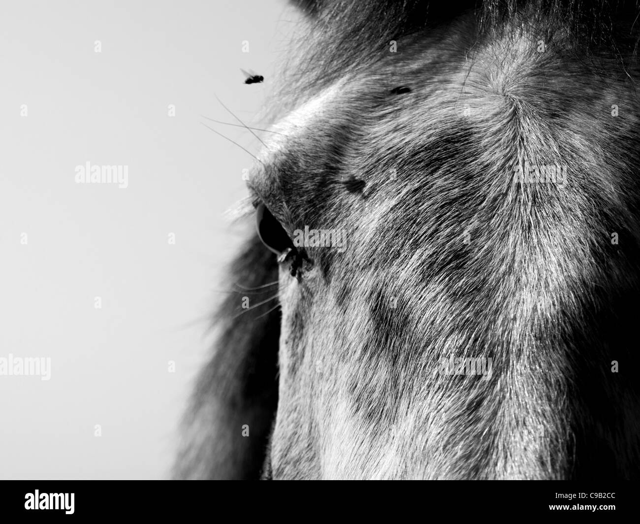 In der sommerlichen Hitze schien die Fliege eine störende Ablenkung zu dieses grasenden Pferd. Stockfoto In der sommerlichen Hitze schien die Fliege eine störende Ablenkung zu dieses grasenden Pferd. Stockfoto