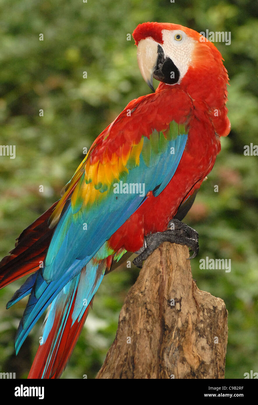 HELLROTEN ARAS AN DEN IGUAZU VOGELPARK, BRASILIEN Stockfoto