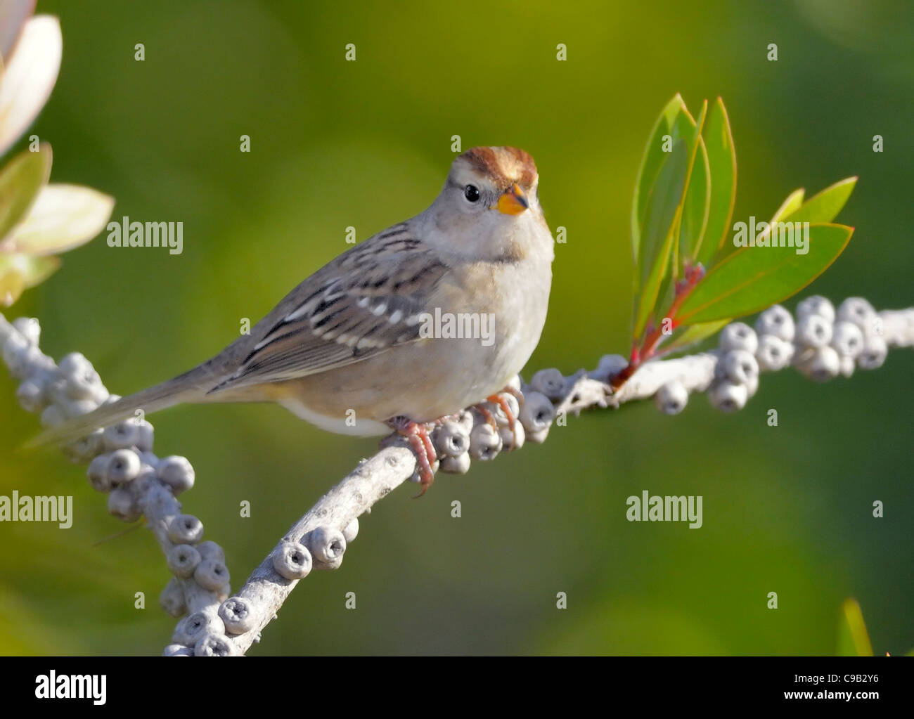 Lehmiger Sparrow (Spizella pallida), der auf einem Ast mit grünem Hintergrund thront und blassem Gefieder und Kastanienkrone zeigt. Nordamerikanische Spatzen. Stockfoto