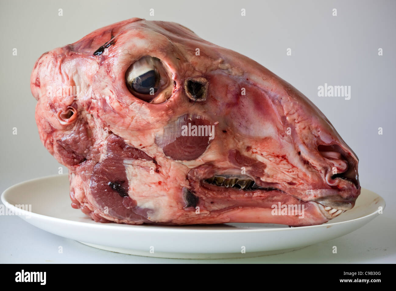 Enthäutete Rohe Ziegen Kopf - bereit für Kochen und ein gutes Beispiel für die Nase bis Schwanz Essen Stockfoto