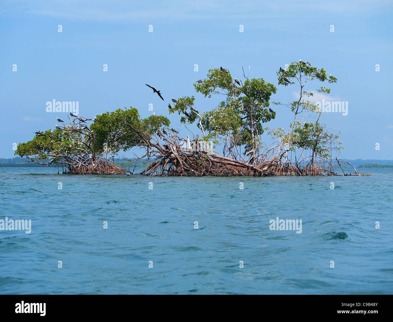 Kleinen Mangroven Insel mit Meer Fregattvögel, Karibik, Bocas del Toro, Panama Stockfoto