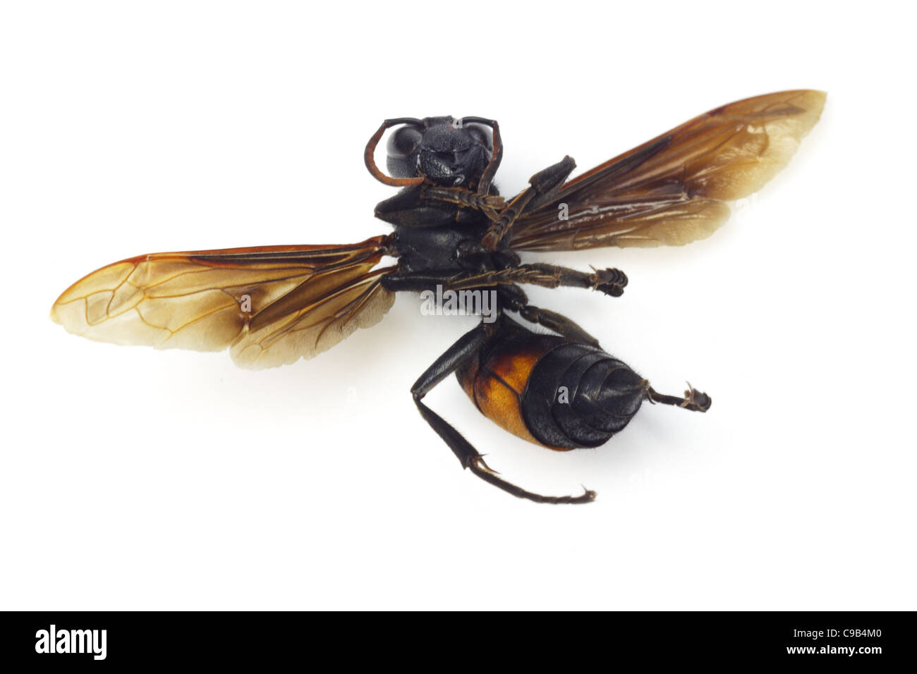 Nahaufnahme der Tote Hornisse auf weißem Hintergrund Stockfoto