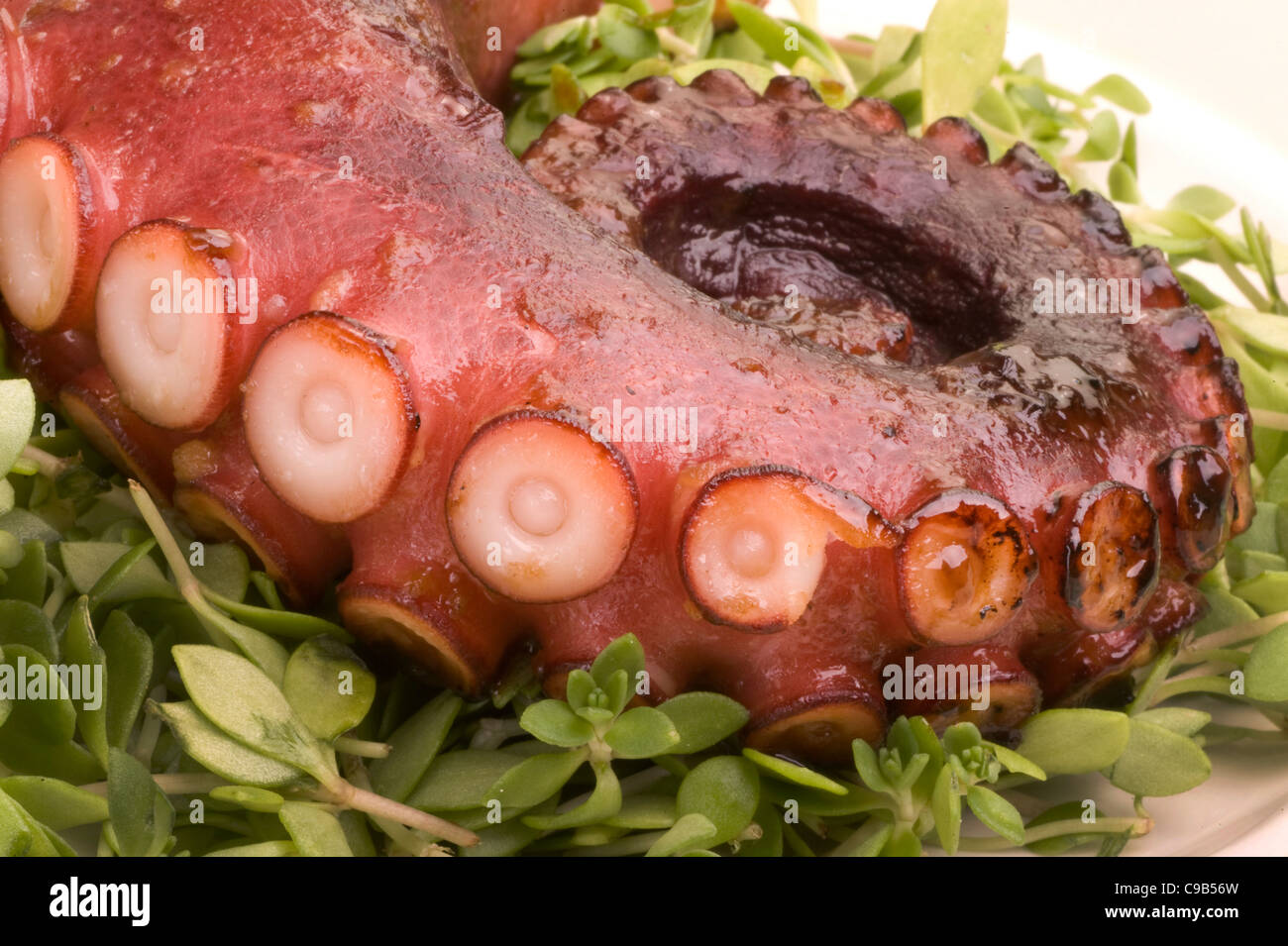 Geräucherte und gegrillte Oktopus. Stockfoto