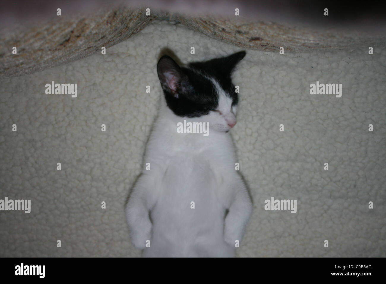 Weiße Katze mit schwarzen Ohren und Stirn Markierungen auf weißem Vlies auf Sofa eingeschlafen. Stockfoto