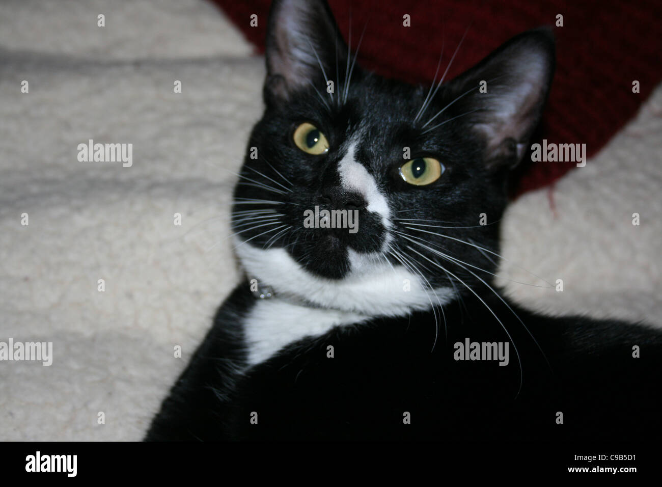 Schwarzer Kater mit weißen Nase und Kinn Markierungen weiße Fleece mit dunklen roten Kissen hinter auflegen. Stockfoto