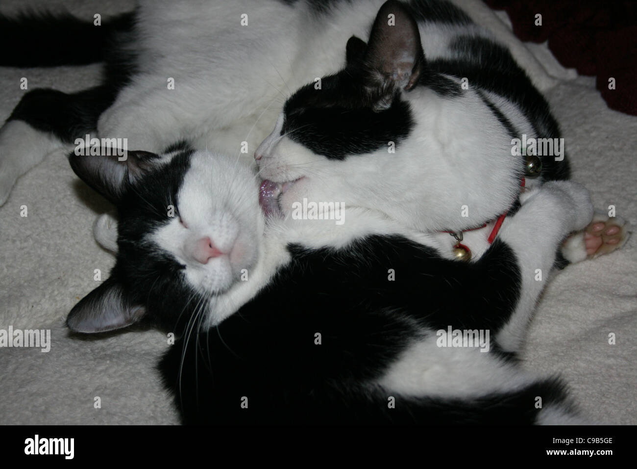 Black And White Katzen einen anderen Bruder und Schwester waschen Stockfoto