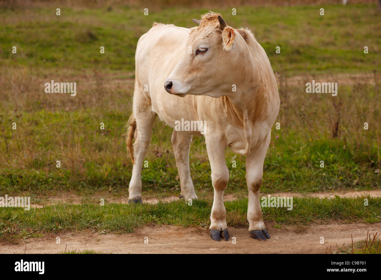 Weißen Stier am russischen Hof Stockfoto