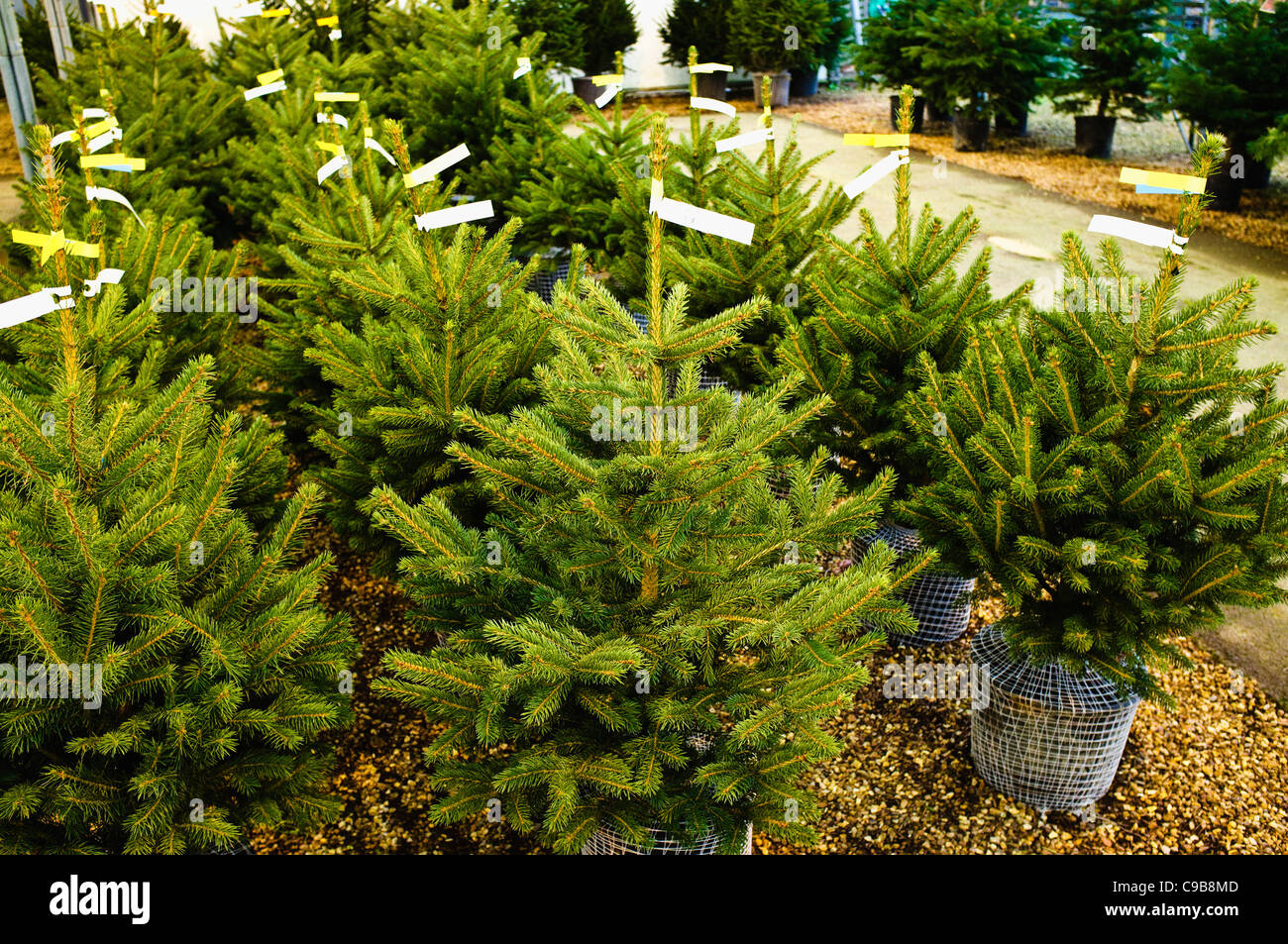 Kleine Weihnachtsbäume mit Wurzeln, zu verkaufen, in einem Gartencenter. UK Stockfoto