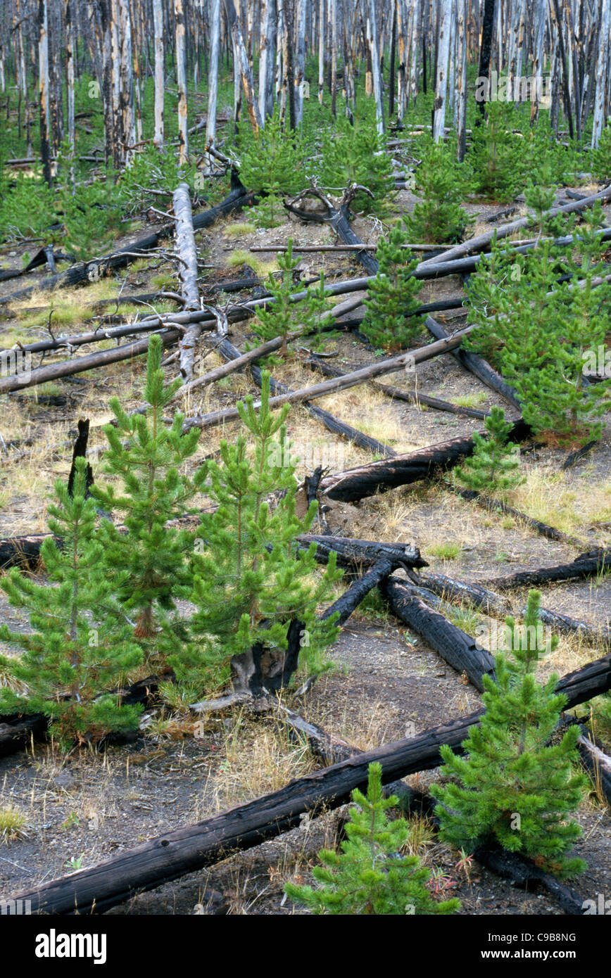 Neue Bäume sprießen unter verbrannt und gefallenen Lodgepole Pine Holz nach einem Waldbrände im Yellowstone-Nationalpark, Wyoming, USA. Stockfoto