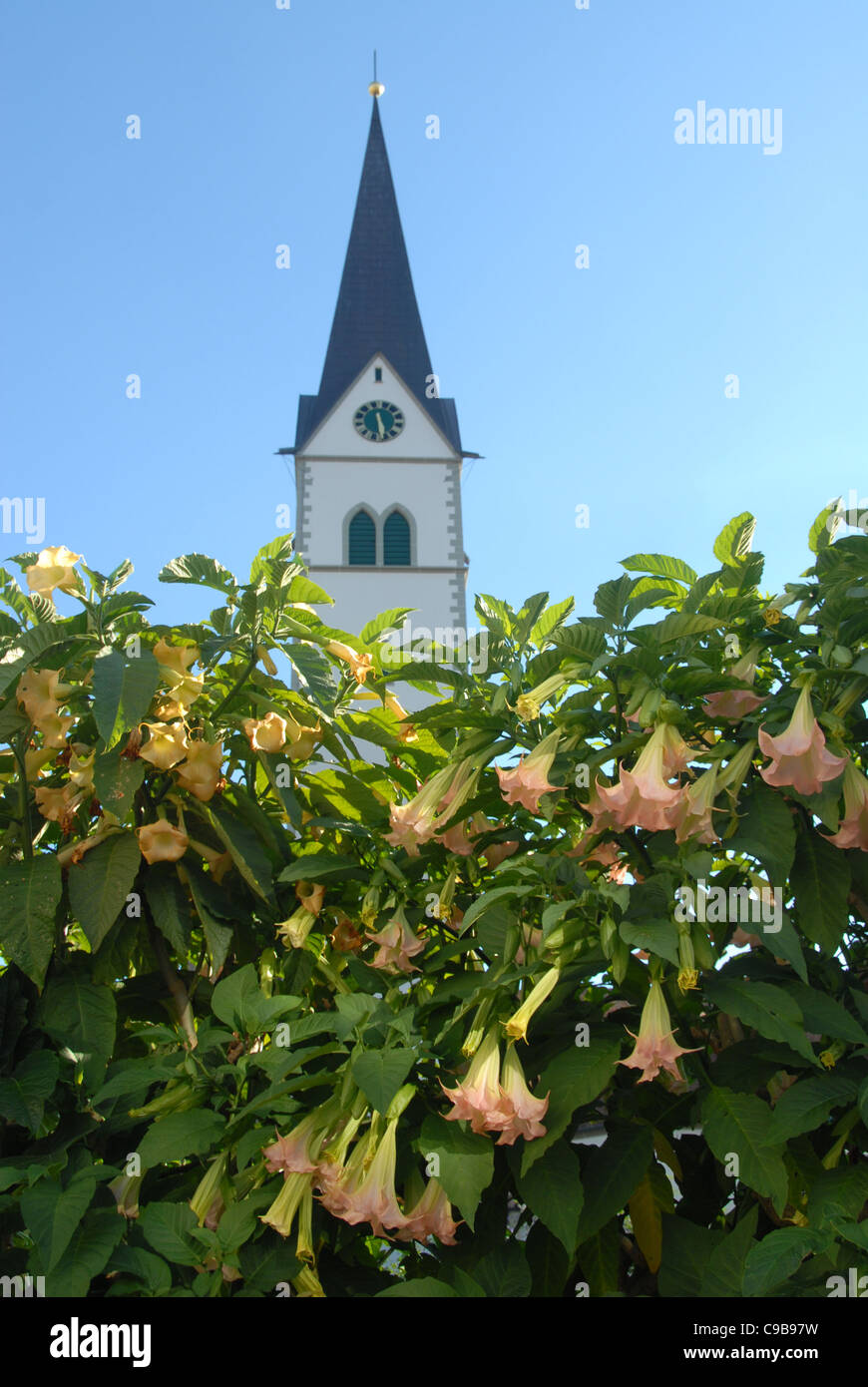 Turm der St. NIkolauskirche, die wichtigste Kirche Markdorf im oberen  Schwaben, Deutschland, und Trompete Blumen in voller Blüte Stockfotografie  - Alamy