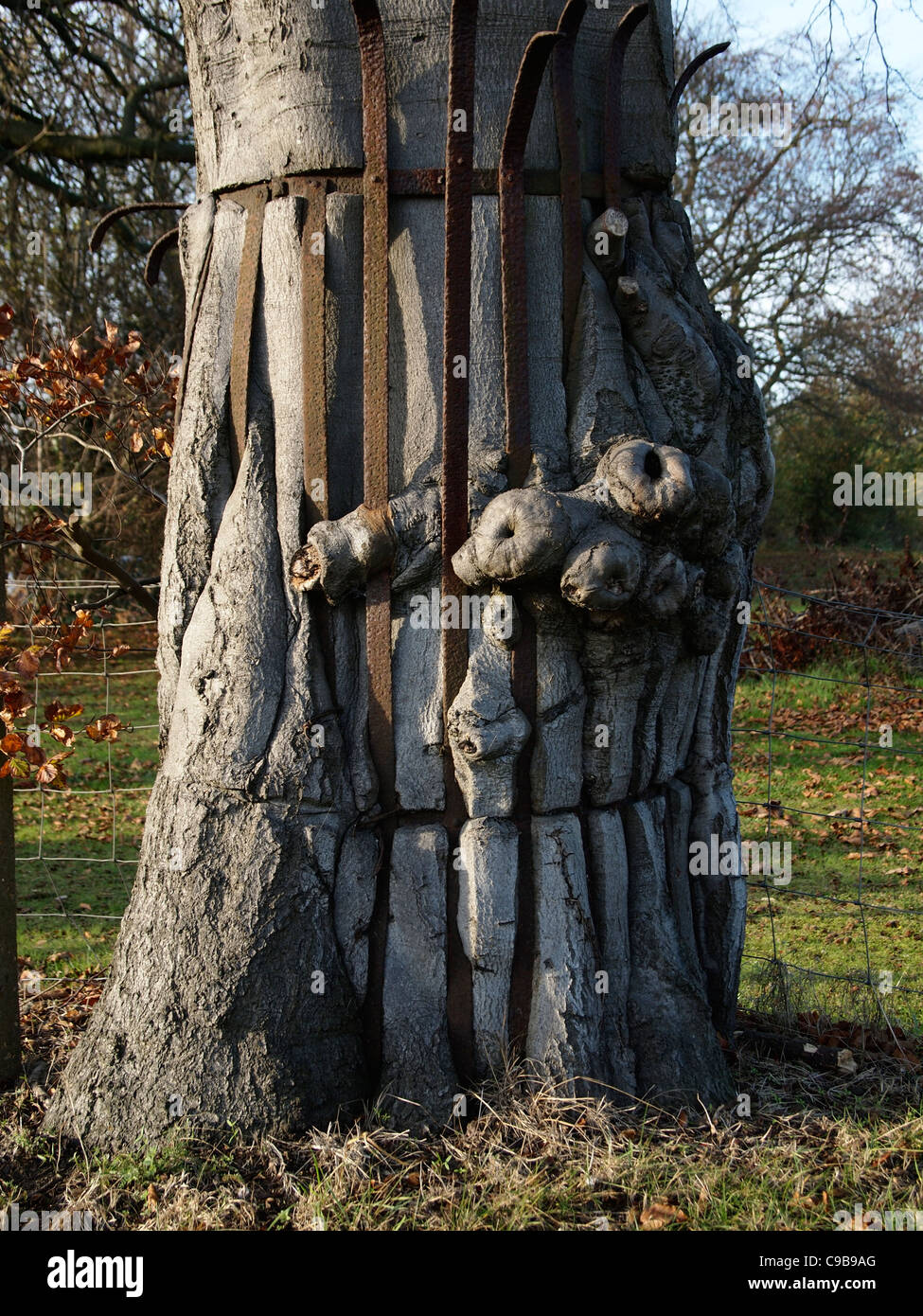 Ein Baum, der seine schützende Metallschild mit Rinde Vorwölbung durch das Metall out gewachsen ist-Federbeine. Stockfoto