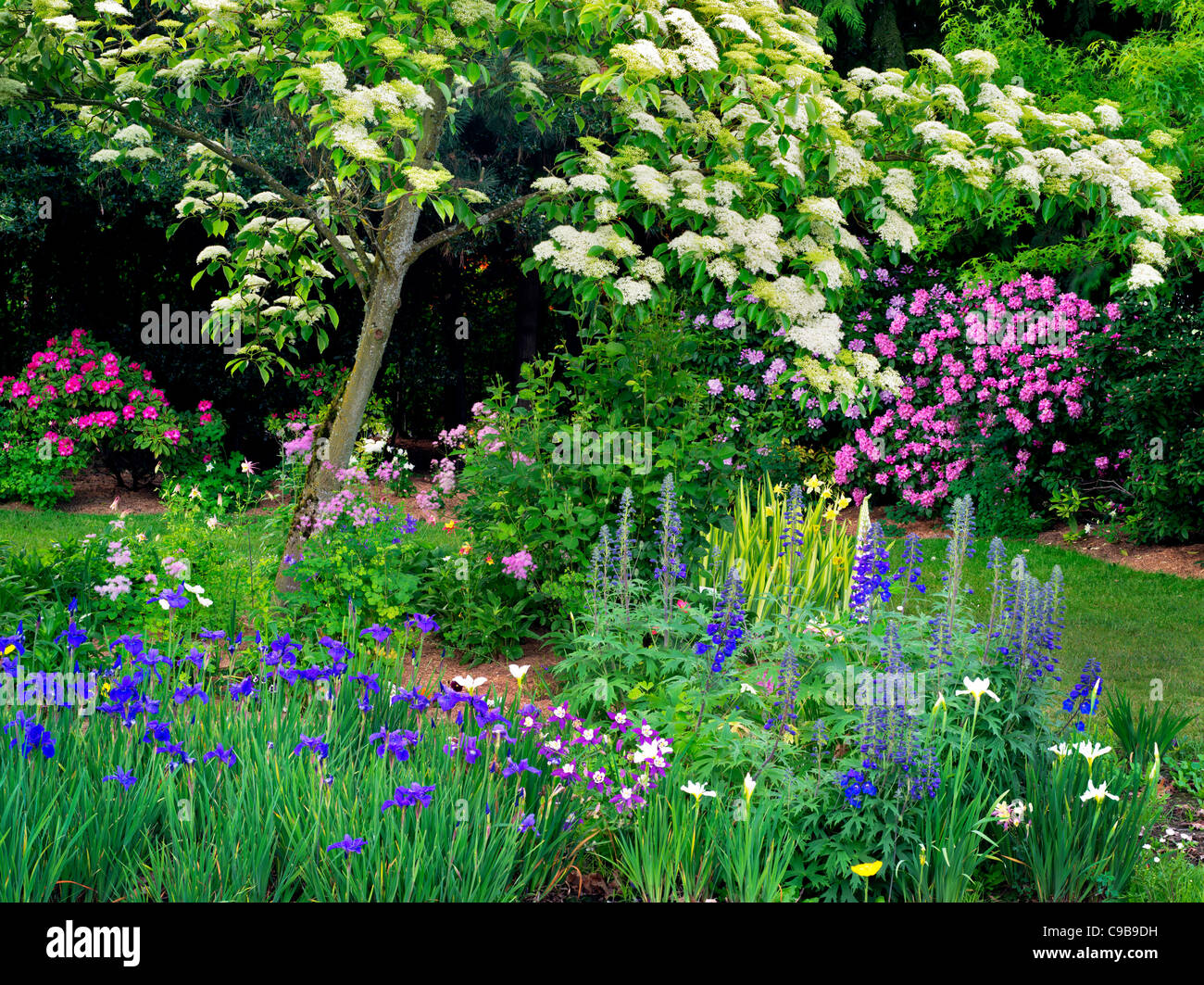 Großen Pagode Hartriegel Baum und Blumen bei Schreiners Iris Gardens. Brooks, Oregon Stockfoto