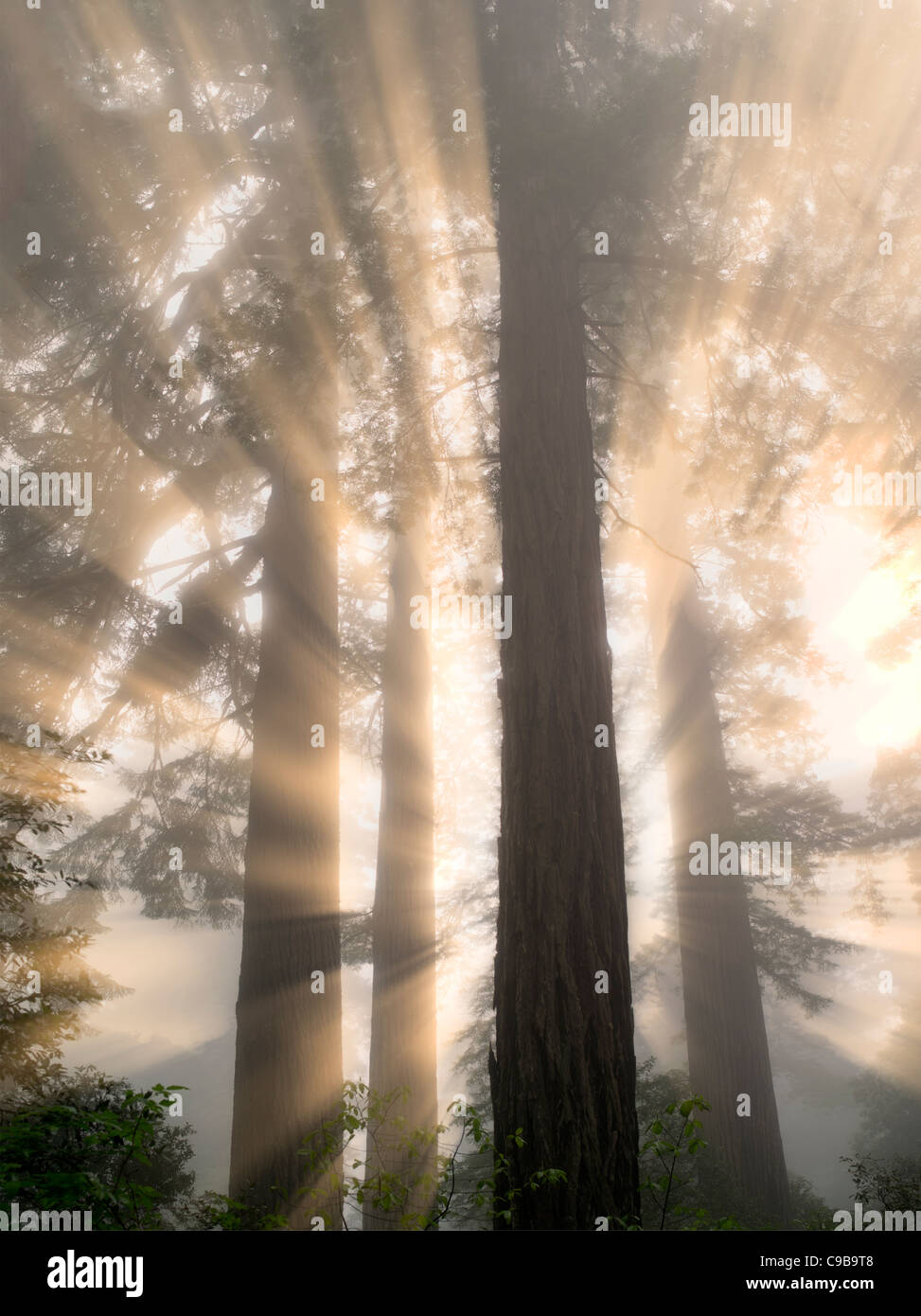 Redwood-Bäume in Lady Bird Johnson Grove. Redwood National und State Parks in Kalifornien Stockfoto