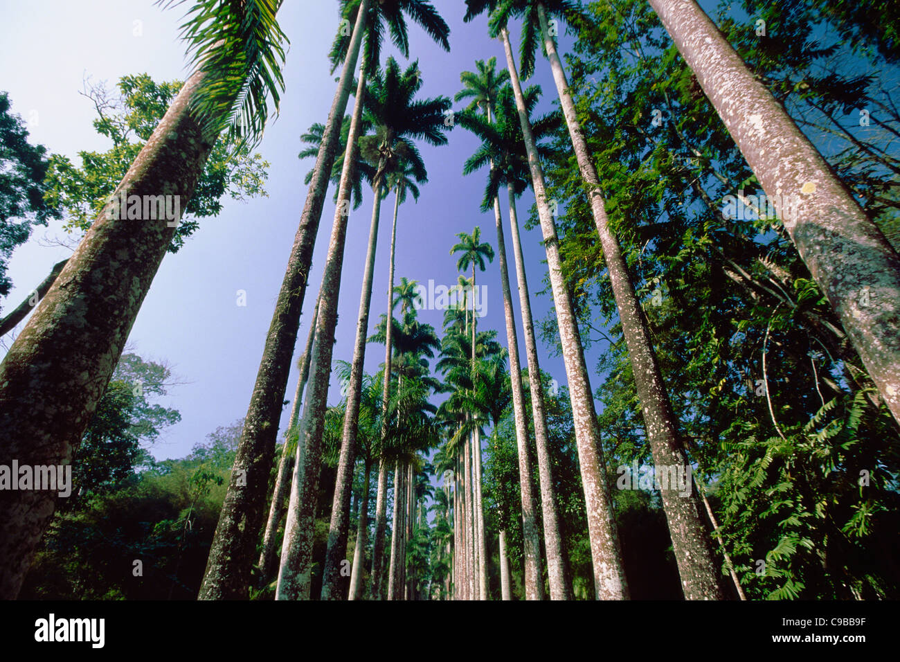 Palmen gegen den Himmel. Jardim Botánico, Rio De Janeiro, Brasilien Stockfoto