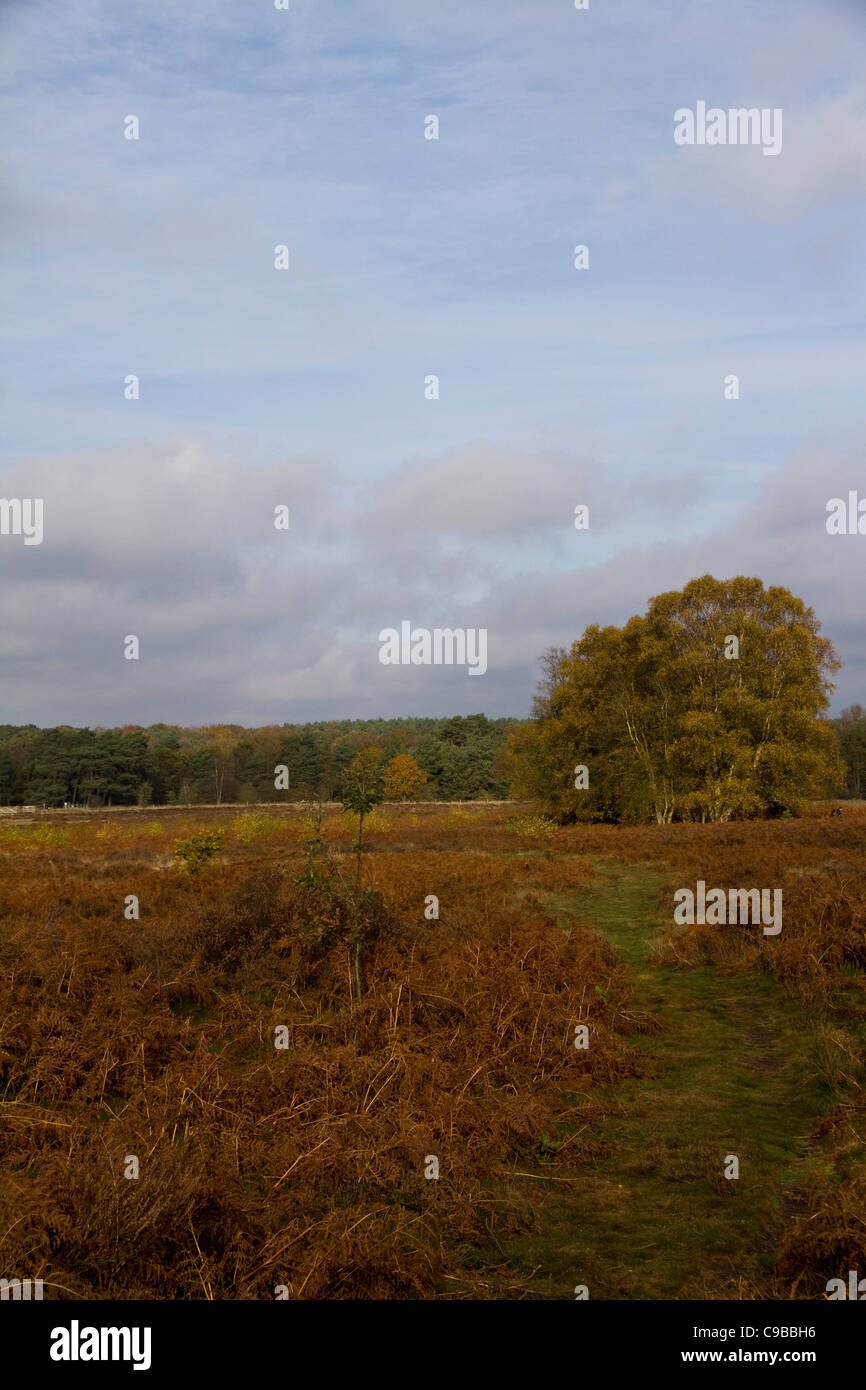 Ein Herbst Blick über Knettishall Heath Land Park und Naturschutzgebiet in Suffolk England Stockfoto