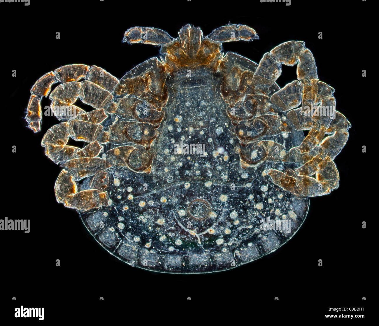 Ekto Parasiten Zecken aus der Haut einer Echse, Dunkelfeld Mikrophotographie Stockfoto