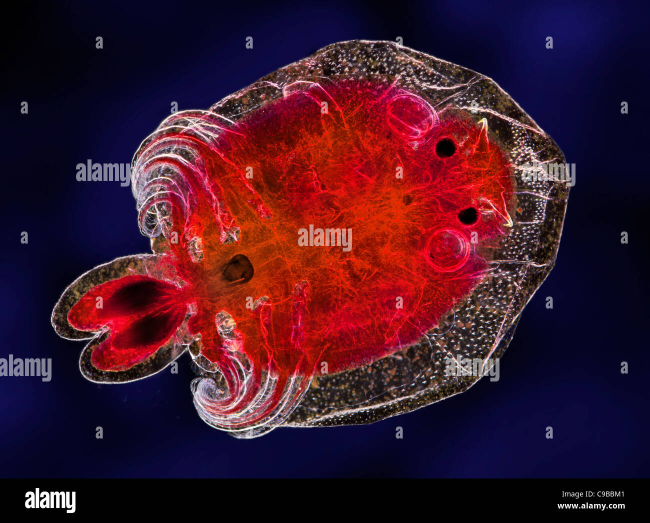 Argulus Fische Parasiten, Probe, Dunkelfeld Mikrophotographie gebeizt Stockfoto