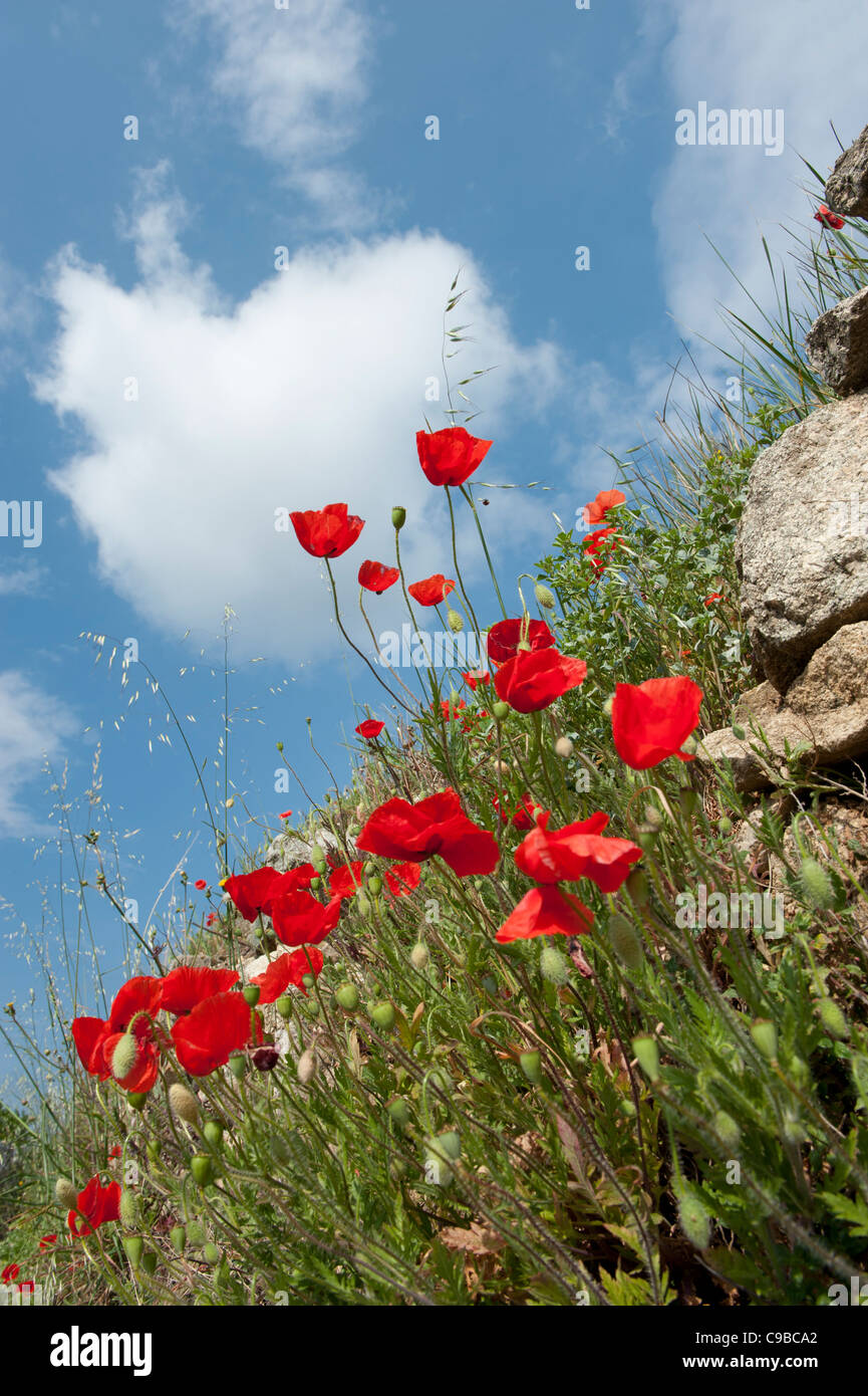 Mohnblumen in Blüte gegen blauen Himmel auf einer Felswand in Languedoc-Roussillon, Frankreich Stockfoto