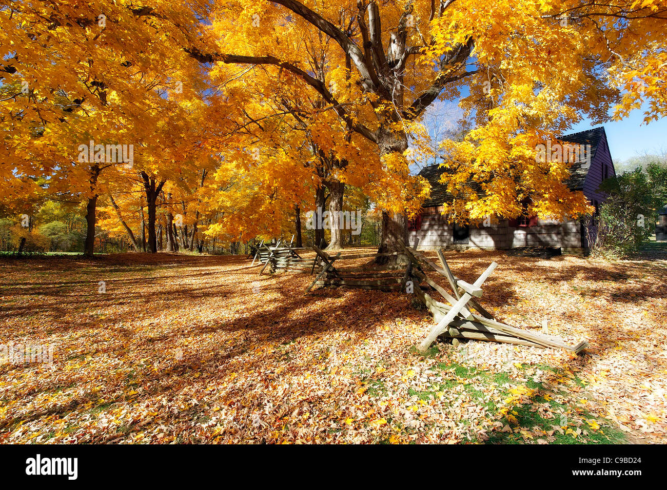Blätter bedeckt, Straße, Wick Farm, Jockey Hollow State Park, Morristown, New Jersey Stockfoto