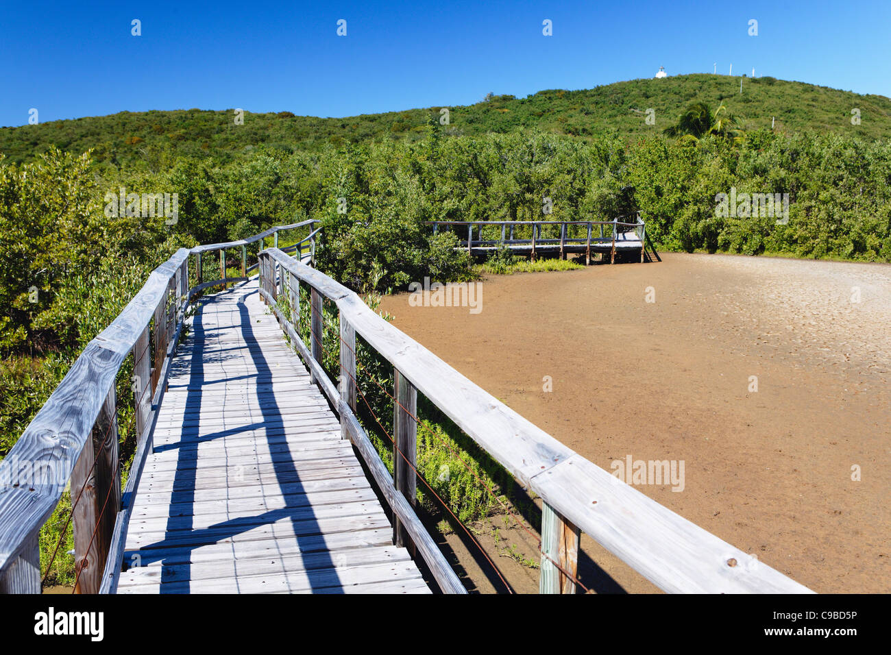 Promenade in den Sumpf, Las Cabezas De San Juan Nature Preserve, Fajardo, Puerto Rico Stockfoto