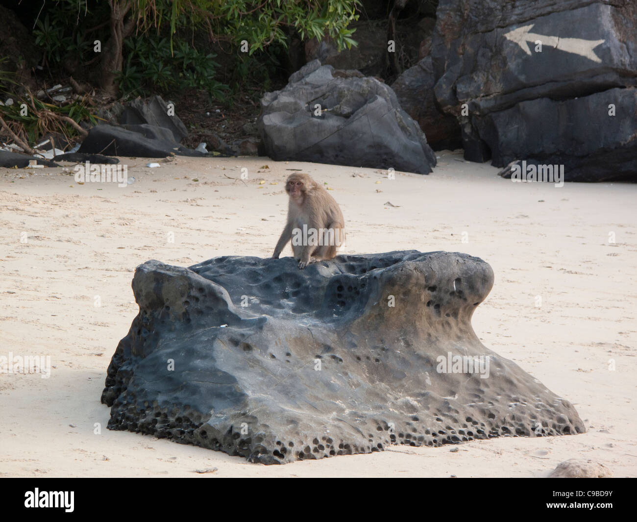 Primas, sitzt auf einem Felsen am Strand von Cat Ba, Monkey Island, in Halong Bucht, Vietnam Stockfoto