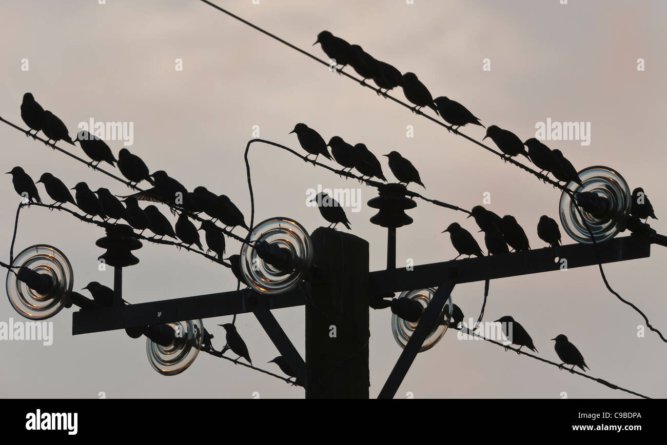Pre = Roost Versammlung der Stare auf Stromleitungen in Meare, in der Nähe von Glastonbury.  Genommen mit der Sonne niedrig am Himmel. Stockfoto