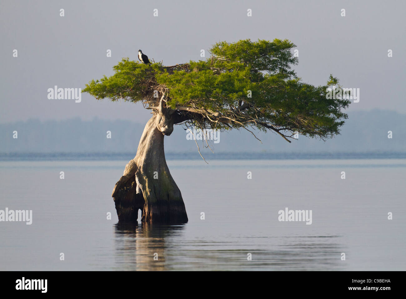 Wind fegte Schatten gestellt Zypresse an Blue Cypress Lake in Florida. Stockfoto