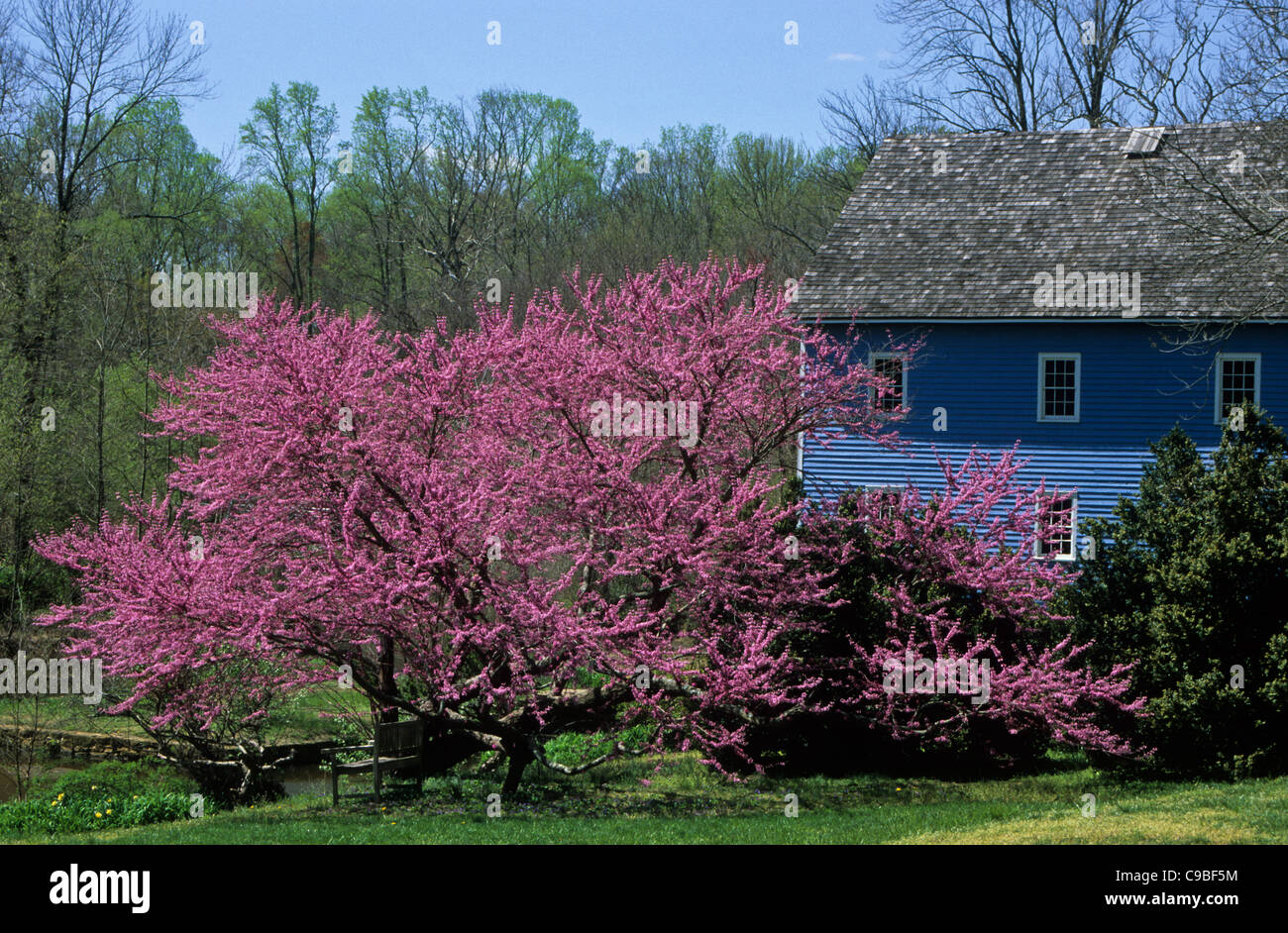 Blühender Redbud-Baum, historische blaue Walnford-Mühle-Scheune in Upper Freehhold Twp., New Jersey, USA, Monmouth County, Landschaft, Maismühle Farm bloss Stockfoto