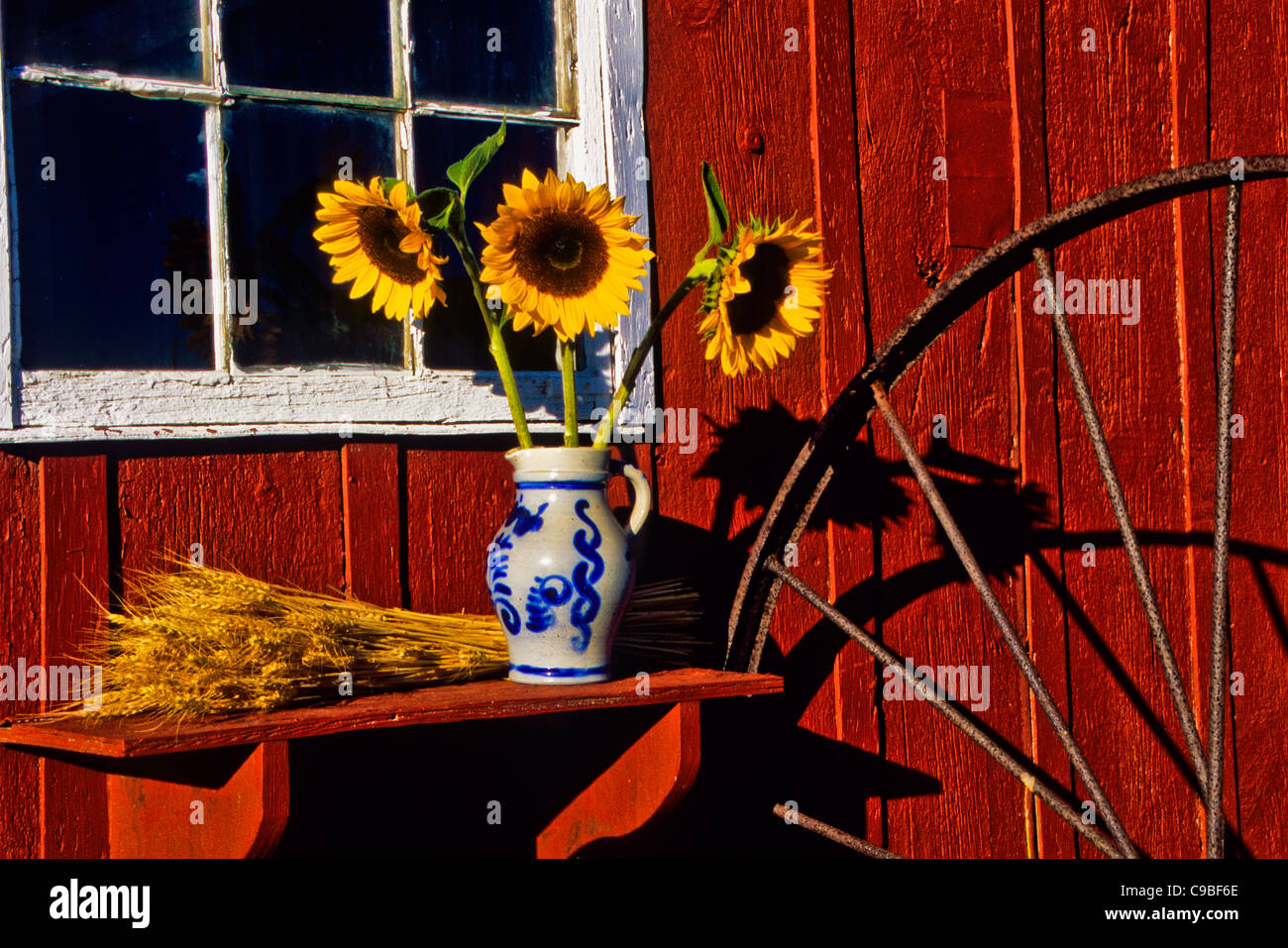 Herbstgartenblumen, Sonnenblumenstrauß in einem Tonkrug, rote Scheune Gartenschuppen Landwirtschaft Heurake Rad und Weizen, Monroe Twp., New Jersey, USA, USA Stockfoto