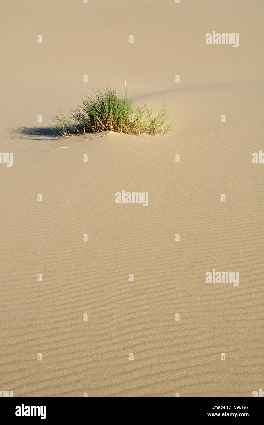 Sand und Dünen aus Oregon Dunes-Erholungsgebiet in der Nähe von Reedsport, Oregon Stockfoto