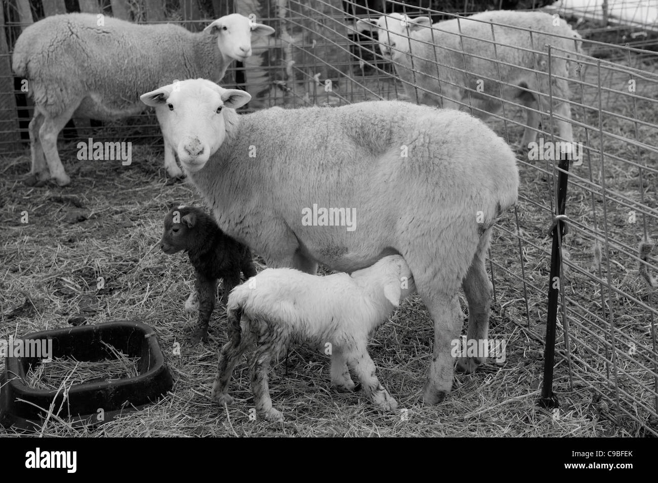 Lamm, die Fütterung von seiner Mutter in Vieh Stift Stockfoto