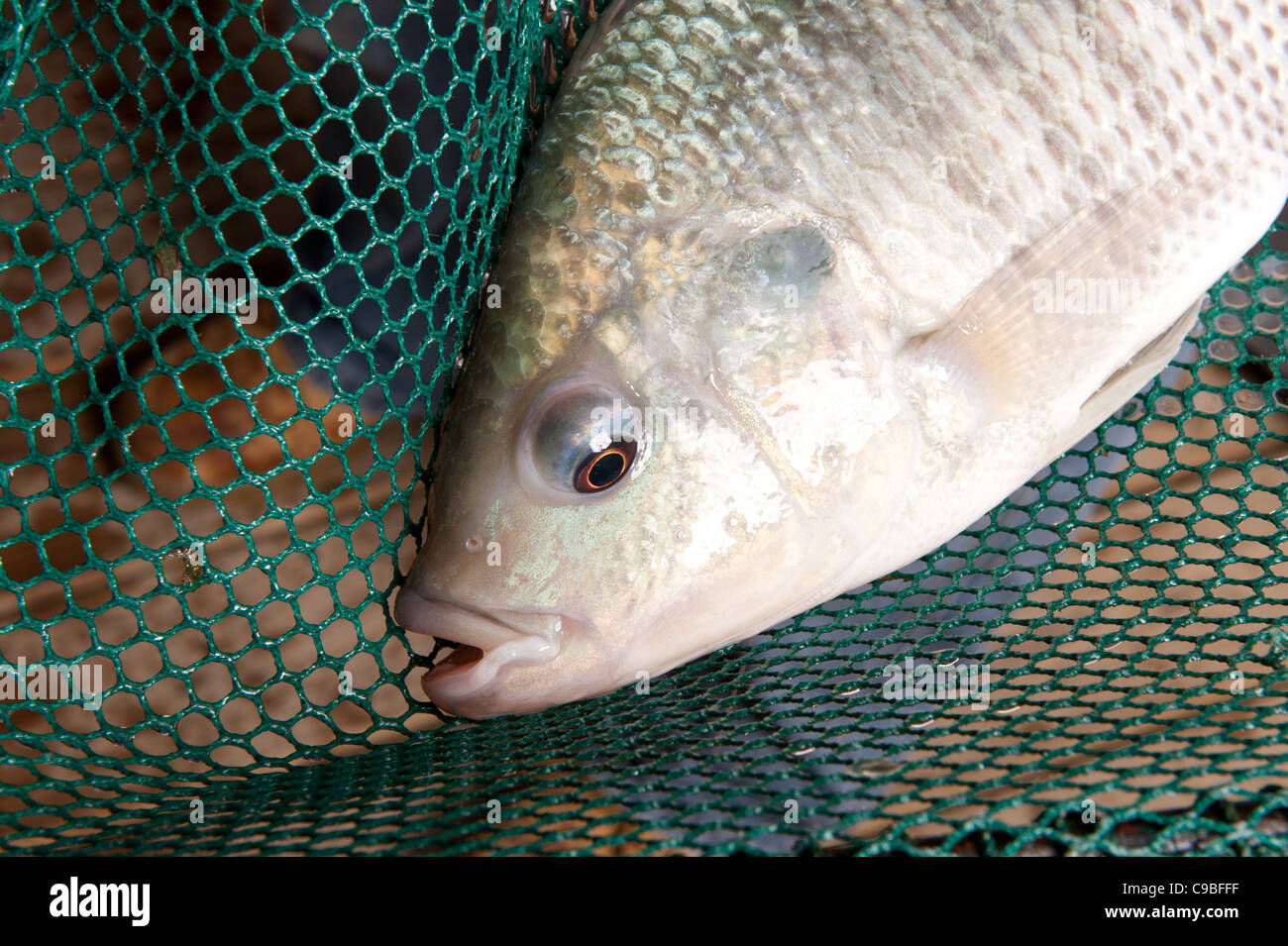 Fisch im Netz Stockfoto