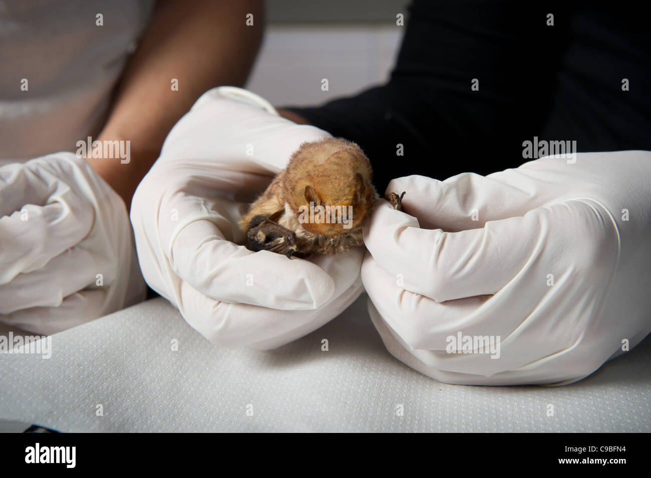 Wissenschaftler untersuchen eine Fledermaus in einem Wildlife-Labor Stockfoto