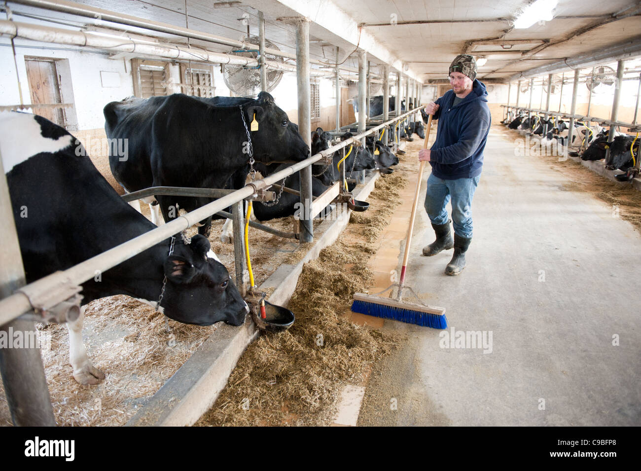 Landwirt fegen vor Kuh Stifte Stockfoto