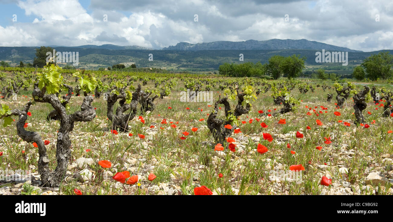 Blühender Mohn zwischen den Reben in den Corbières Berge von Occitanie, Frankreich Stockfoto