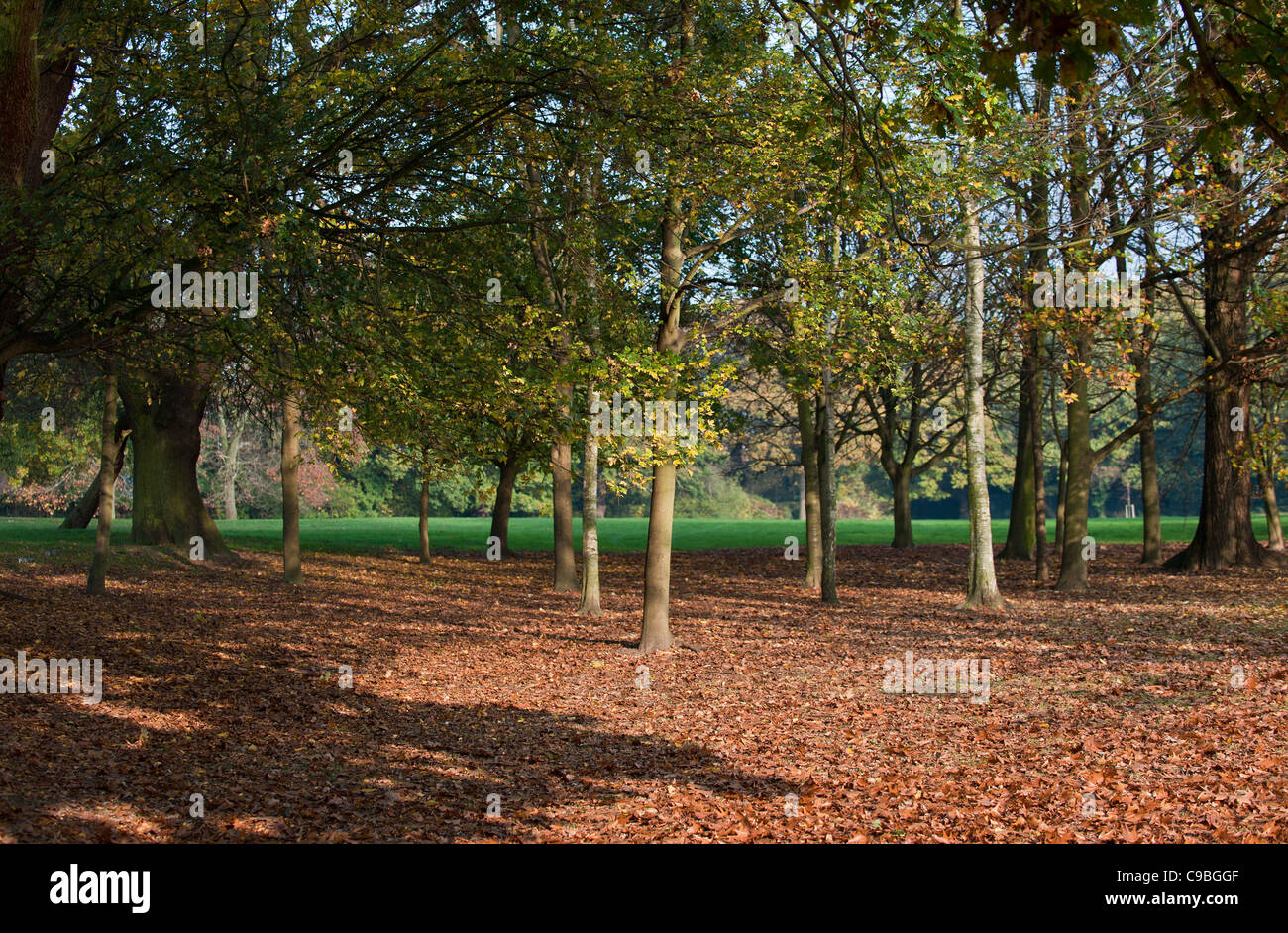 Blätter im Herbst in Lake Meadows Park in Billericay, Essex, an. Stockfoto