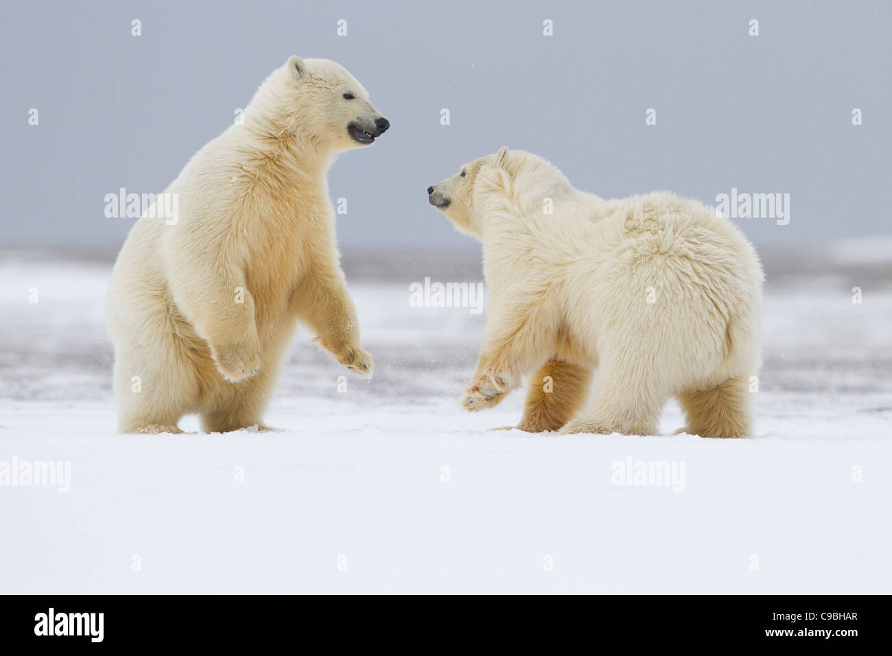 Zwei Eisbären-jungen (Ursus Maritimus) spielerisch kämpfen im Schnee am Strand bei Kaktovik, Barter Island, Alaska im Oktober Stockfoto