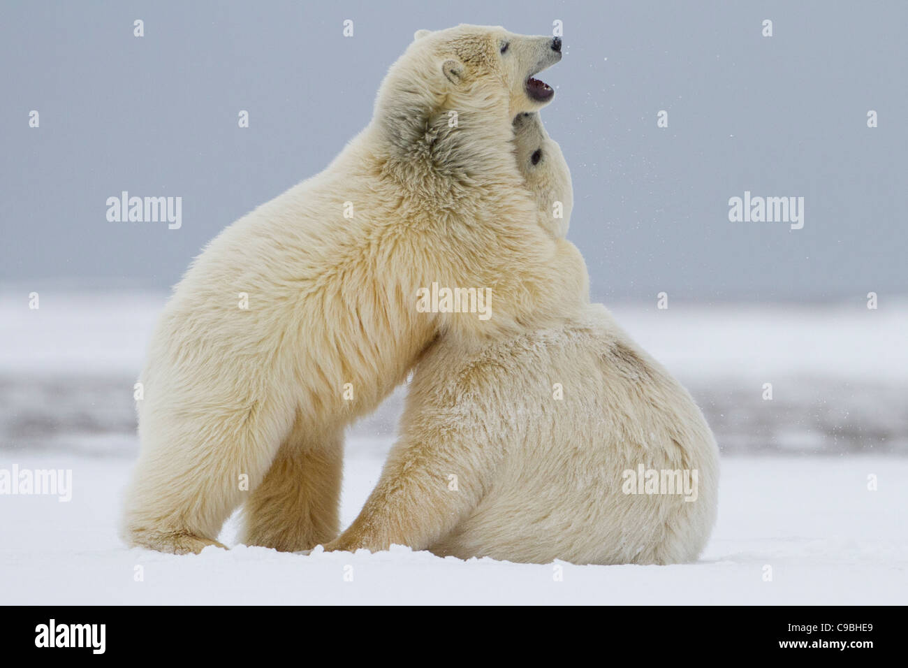 Zwei Eisbären-jungen (Ursus Maritimus) spielerisch kämpfen im Schnee am Strand bei Kaktovik, Barter Island, Alaska im Oktober Stockfoto