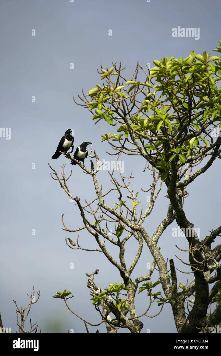 Afrika, Guinea-Bissau, zwei Vögel auf Baum Stockfoto
