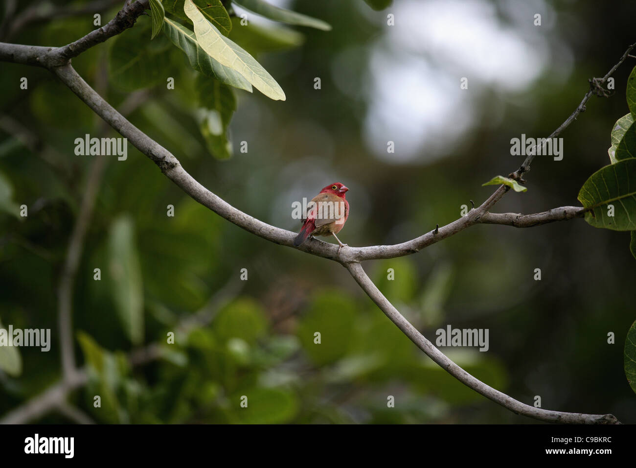 Afrika, Guinea-Bissau, Vogel auf Ast des Baumes Stockfoto
