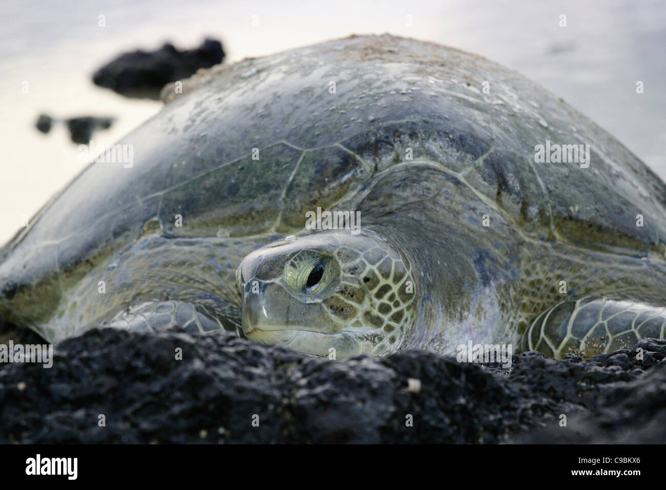 Afrika, Guinea-Bissau, grüne Meeresschildkröte auf Stein, Nahaufnahme Stockfoto