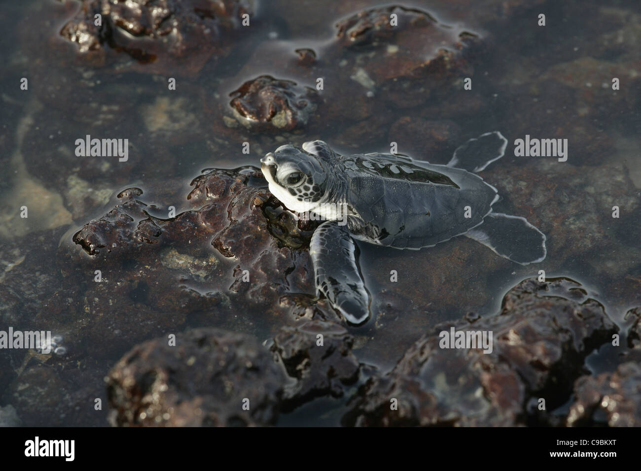 Afrika, Guinea-Bissau, Baby-Schildkröte im Wasser, Nahaufnahme Stockfoto