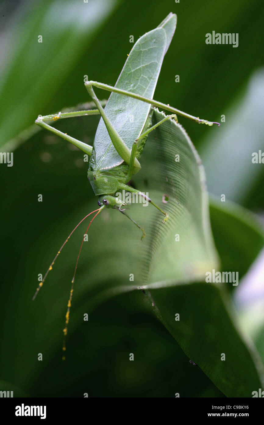 Afrika, Guinea-Bissau, Grasshopper auf Blatt, Nahaufnahme Stockfoto