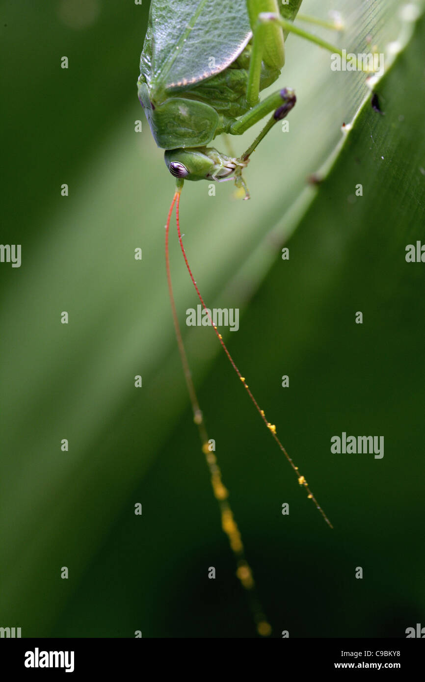 Afrika, Guinea-Bissau, Grasshopper auf Blatt, Nahaufnahme Stockfoto