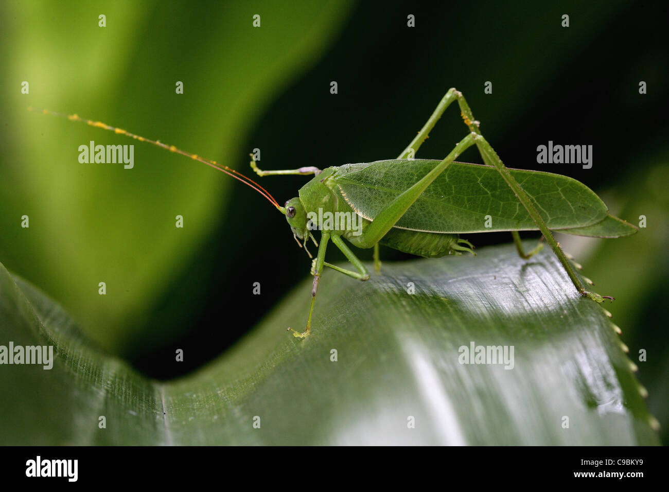 Afrika, Guinea-Bissau, Grasshopper auf Blatt, Nahaufnahme Stockfoto